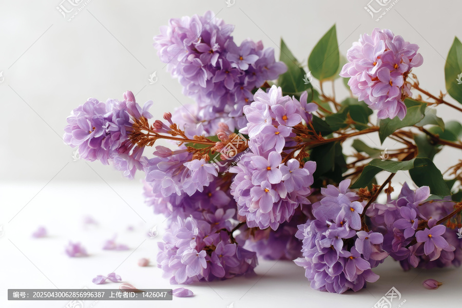 紫色丁香花束的美好瞬間