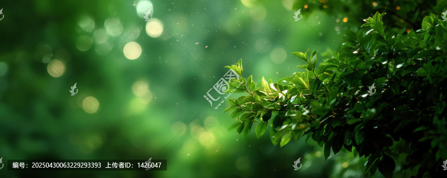 自然森林綠葉背景圖
