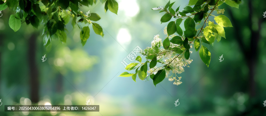 春日森林陽光綠葉景象
