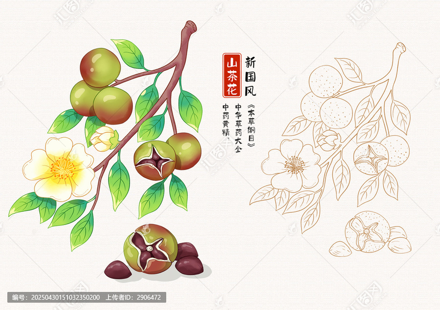 山茶花插畫