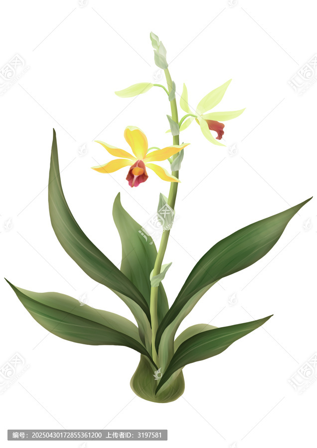 清新手繪黃色蘭花插畫鶴望蘭