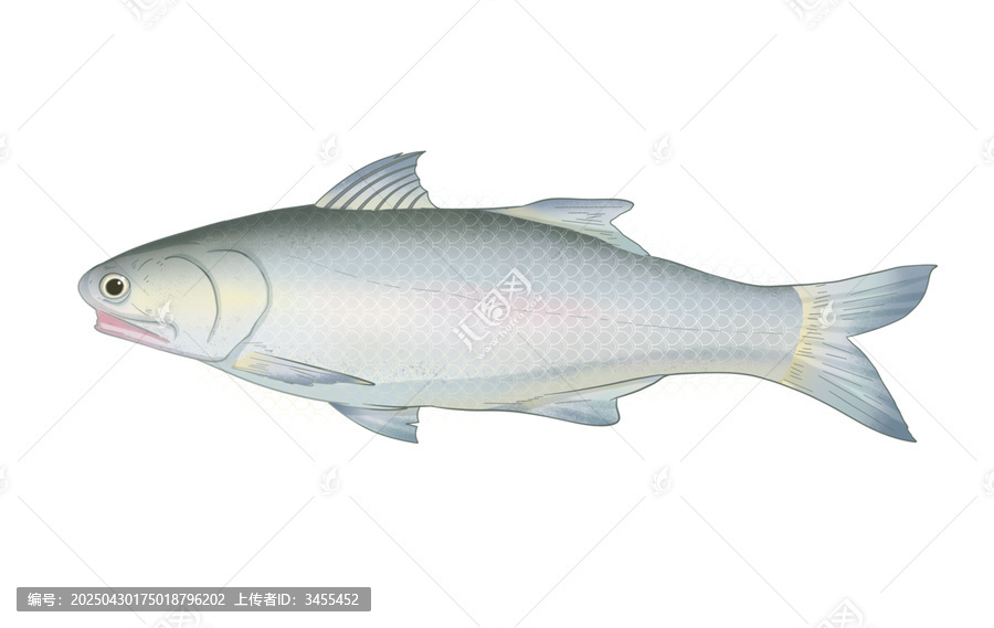 馬友魚手繪插畫