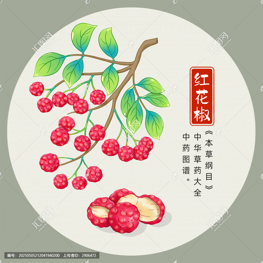 紅花椒插畫手繪