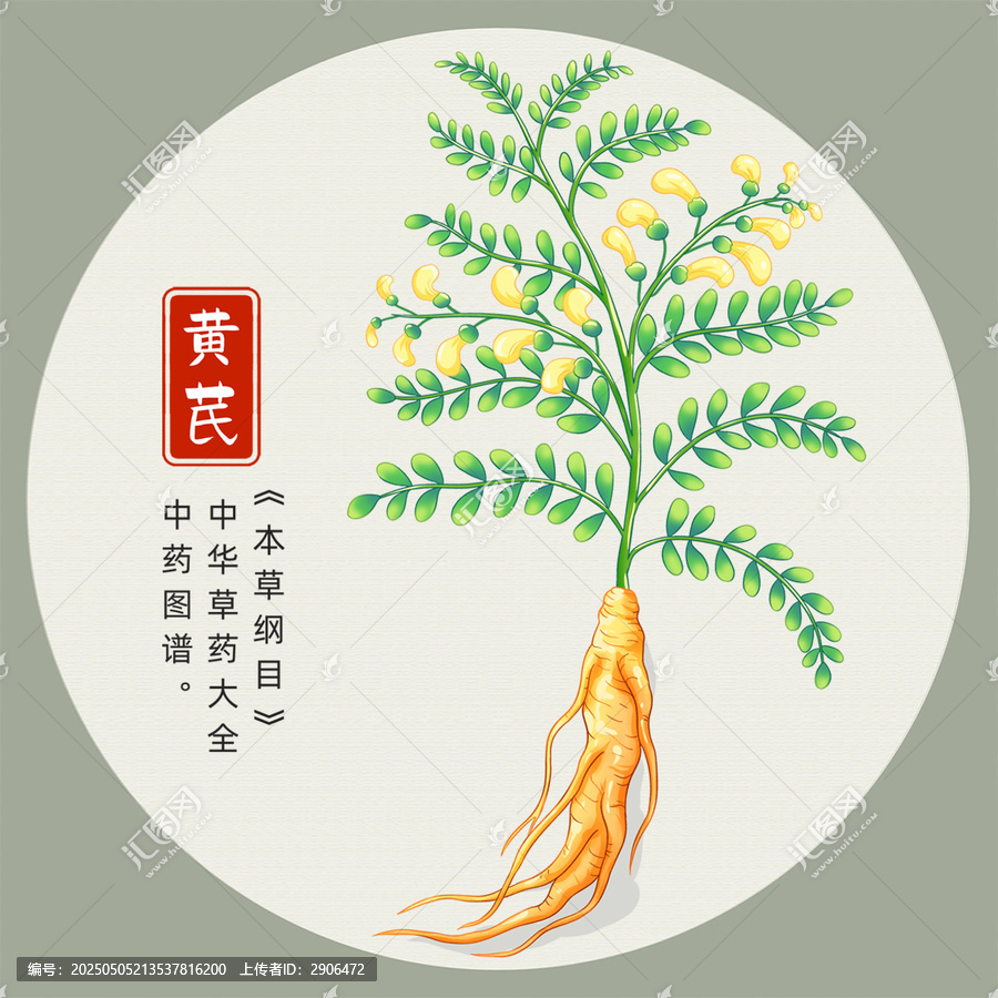黃芪插畫(huà)手繪