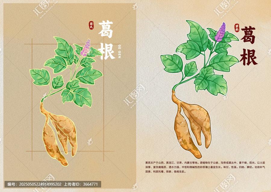 中醫(yī)草藥葛根