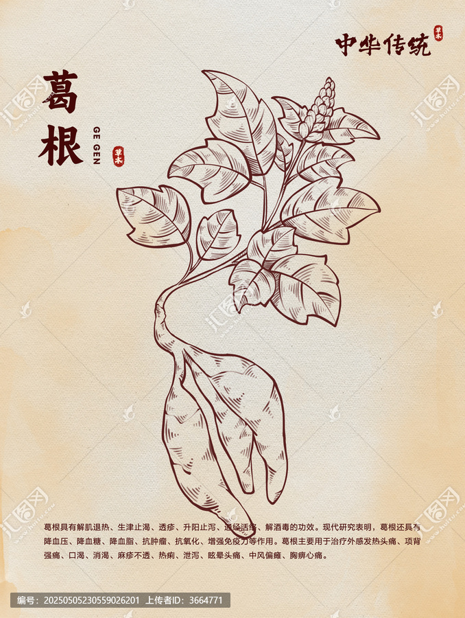 中醫(yī)草藥葛根線稿版畫