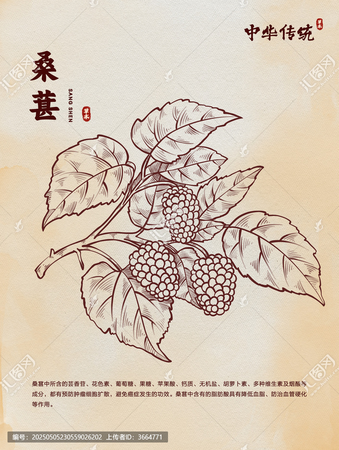 中醫(yī)桑葚黃芪線稿版畫