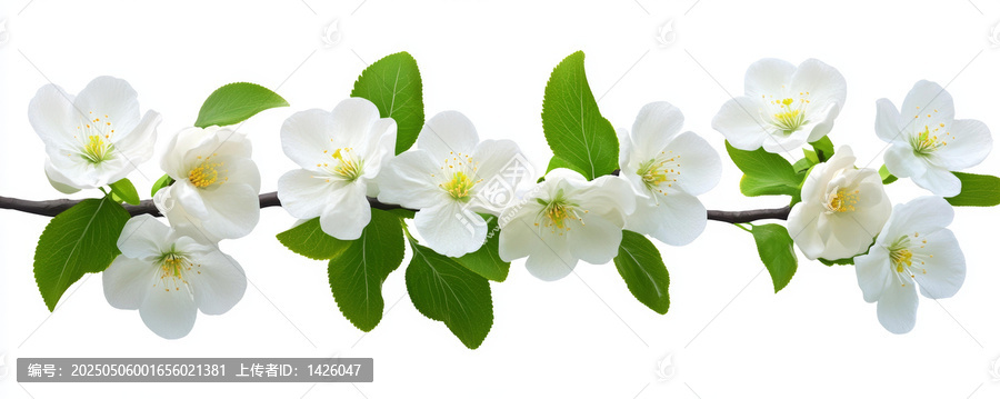 春天花朵枝條花卉背景圖