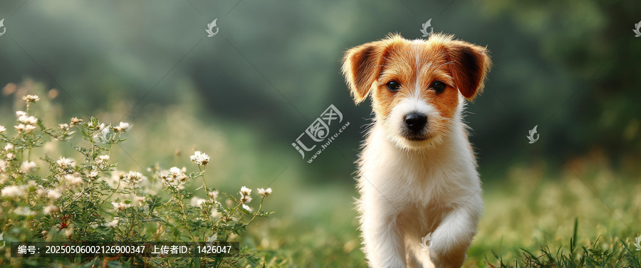 自然環(huán)境中可愛的小獵犬