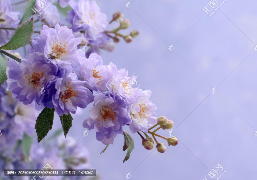 柔光下的淡紫色花朵