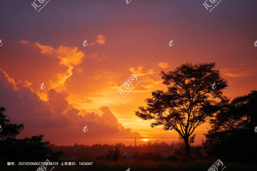 壯麗夕陽下的樹影