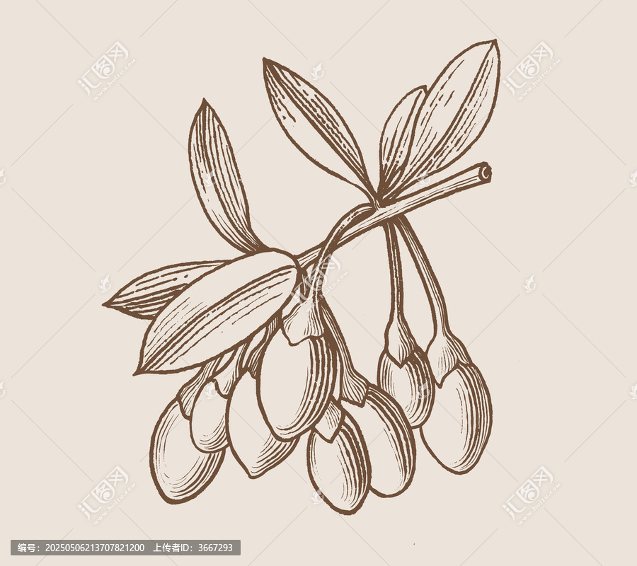 手繪版畫風插畫枸杞