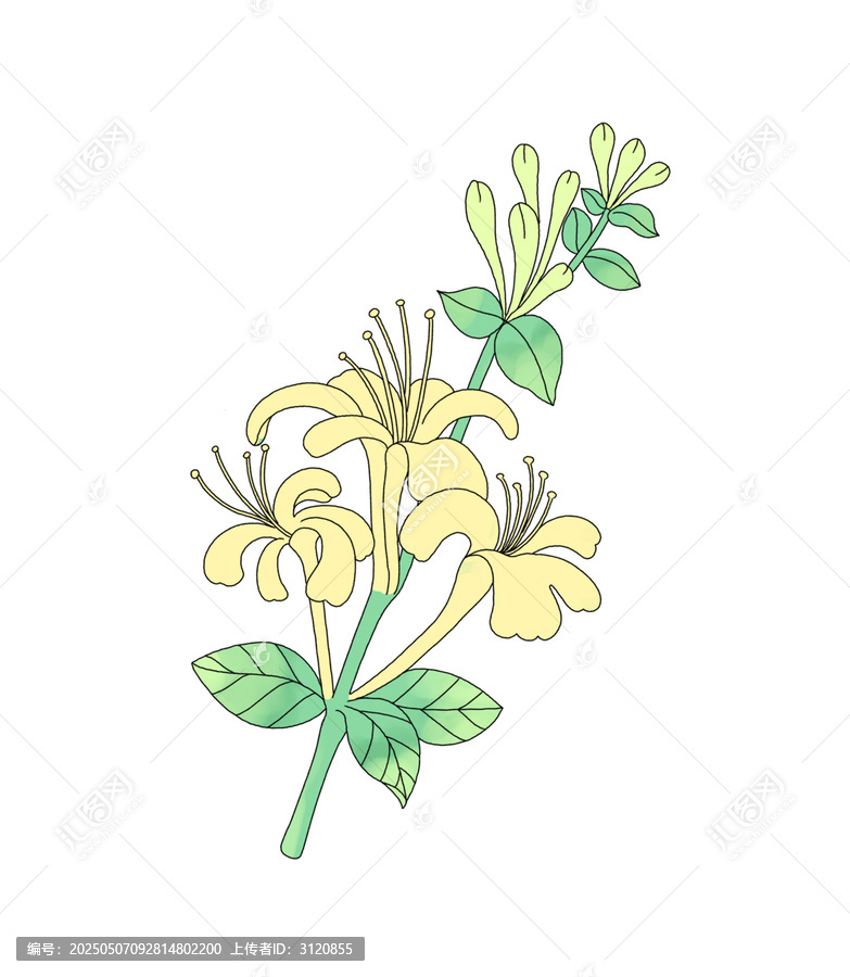 金銀花插畫