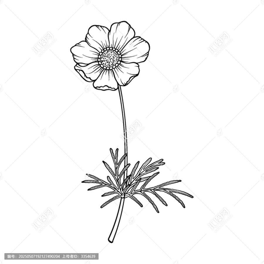 手繪單株菊花花朵線稿圖案