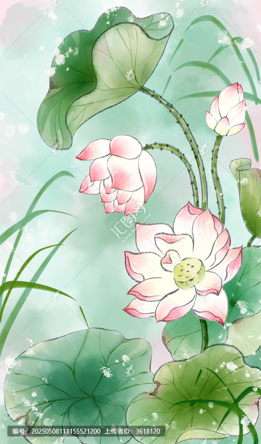 荷花圖