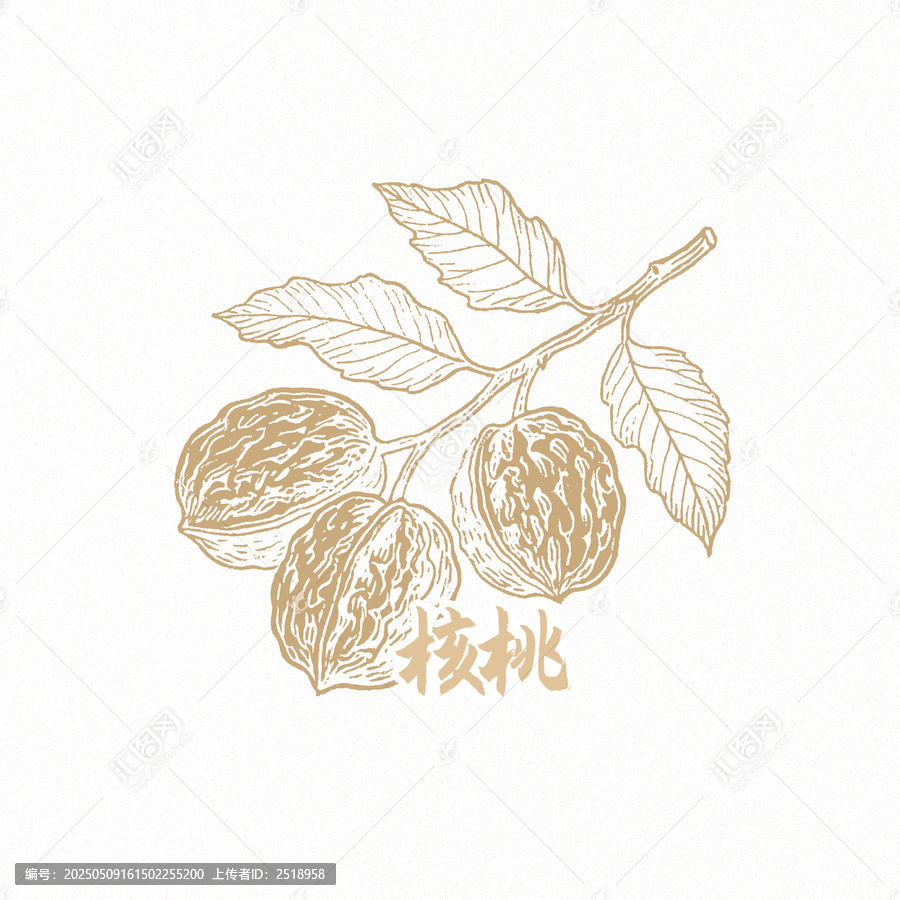 核桃