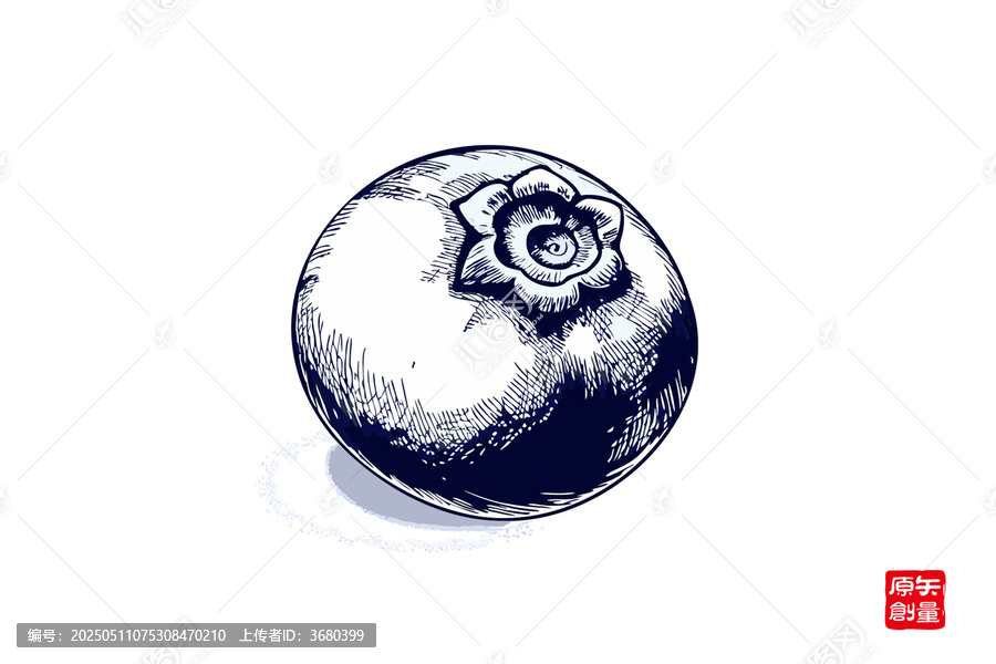 手繪風(fēng)藍(lán)莓果實(shí)插畫