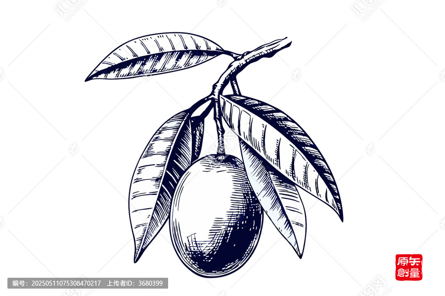 手繪枝頭芒果插畫