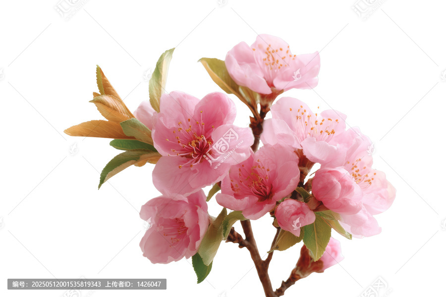 [免摳素材]春天粉紅色的花朵