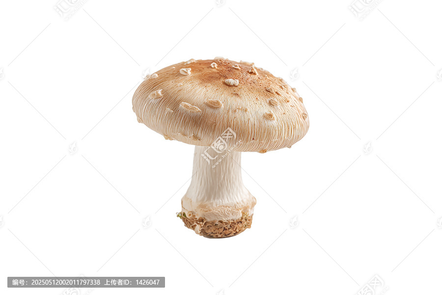 [免摳素材]單一食用菌食品棚