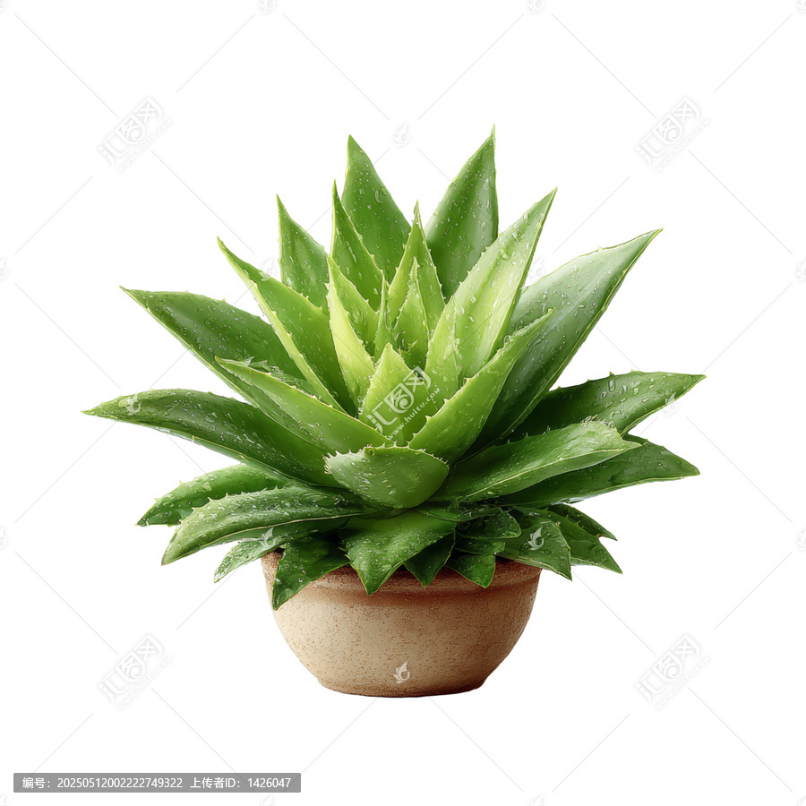 [免摳素材]盆栽蘆薈植物白色背景特寫(xiě)