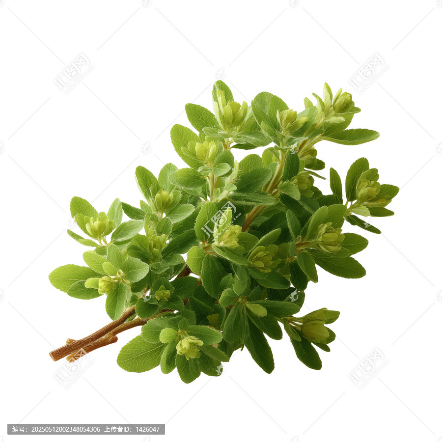 [免摳素材]新鮮綠葉香草束
