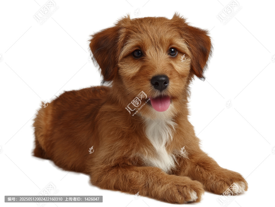 [免摳素材]白色背景下可愛的小狗幼犬