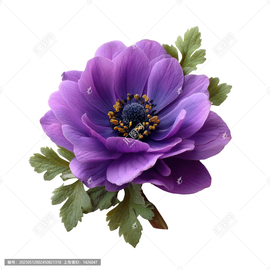 [免摳素材]一朵綻放的紫色花朵