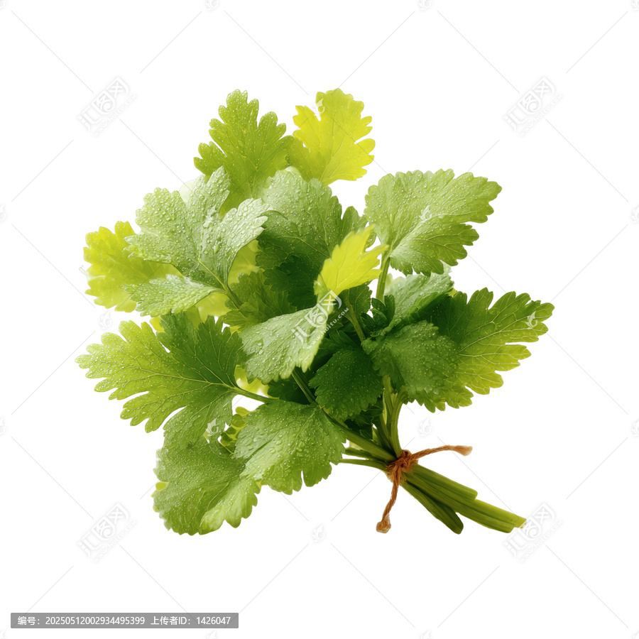 [免摳素材]新鮮芫荽束特寫