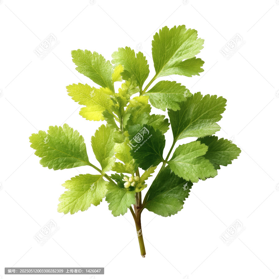 [免摳素材]清新綠葉植物特寫
