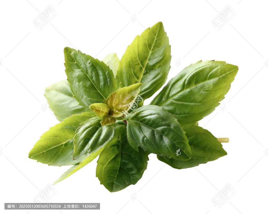 [免摳素材]新鮮羅勒葉特寫(xiě)