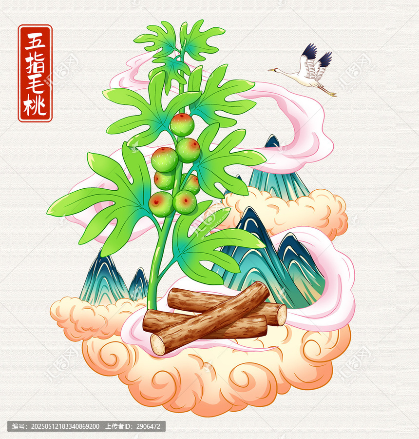 五指毛桃插畫手繪