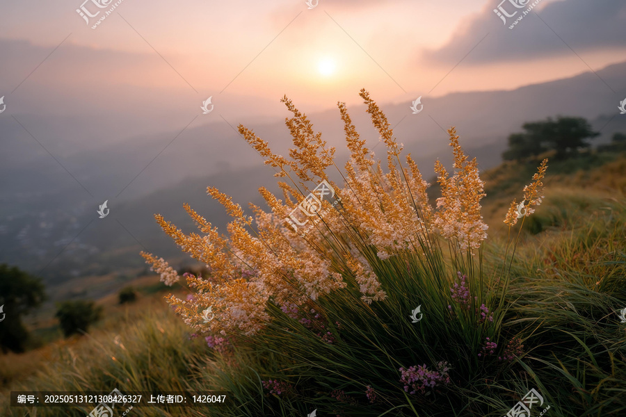 晨霧山間金黃野草