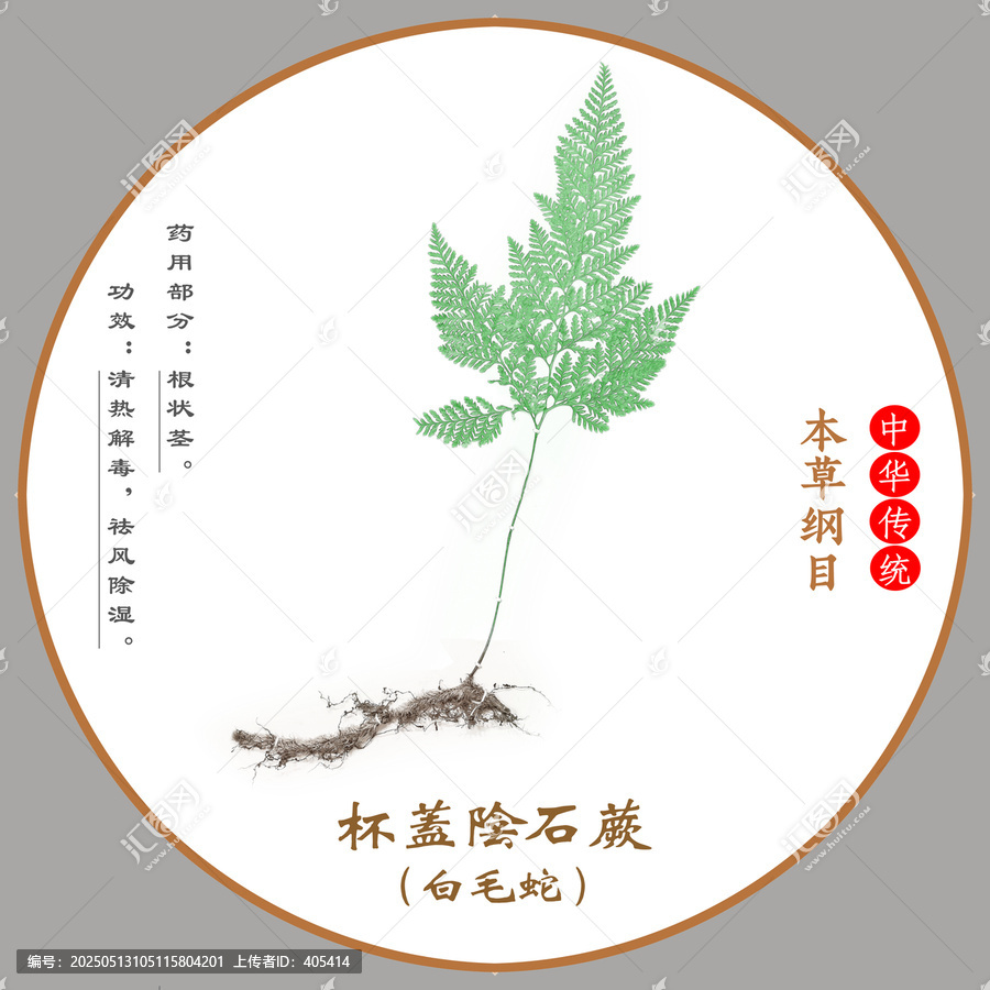 中草藥白毛蛇植物標(biāo)本本草綱目圖譜圖示