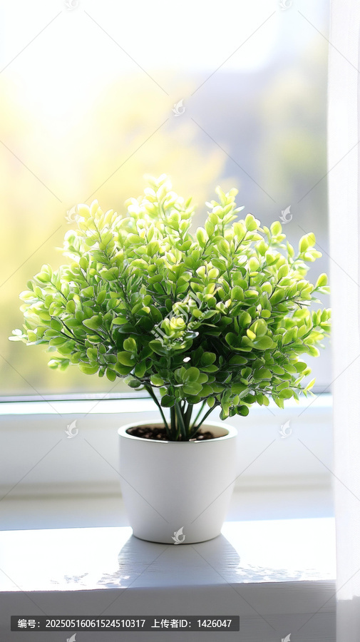 窗臺(tái)上的一盆小綠植