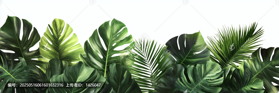 熱帶植物綠葉背景圖