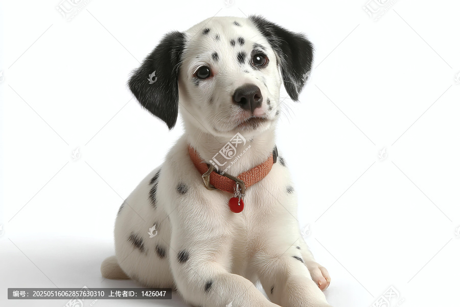 可愛的斑點(diǎn)狗幼犬肖像
