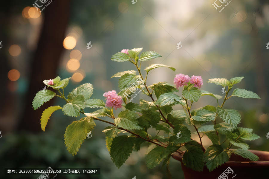 盆栽花朵的柔和美景