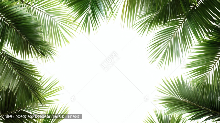熱帶棕櫚葉背景圖片