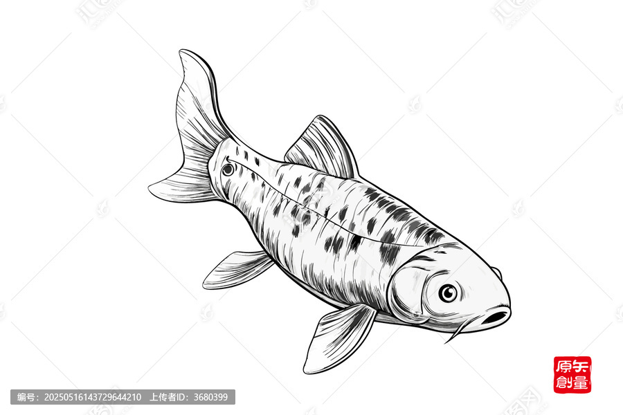 黑白手繪風(fēng)鯉魚圖案