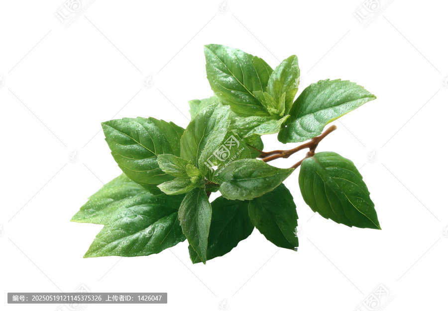 [免摳素材]新鮮薄荷葉特寫圖片