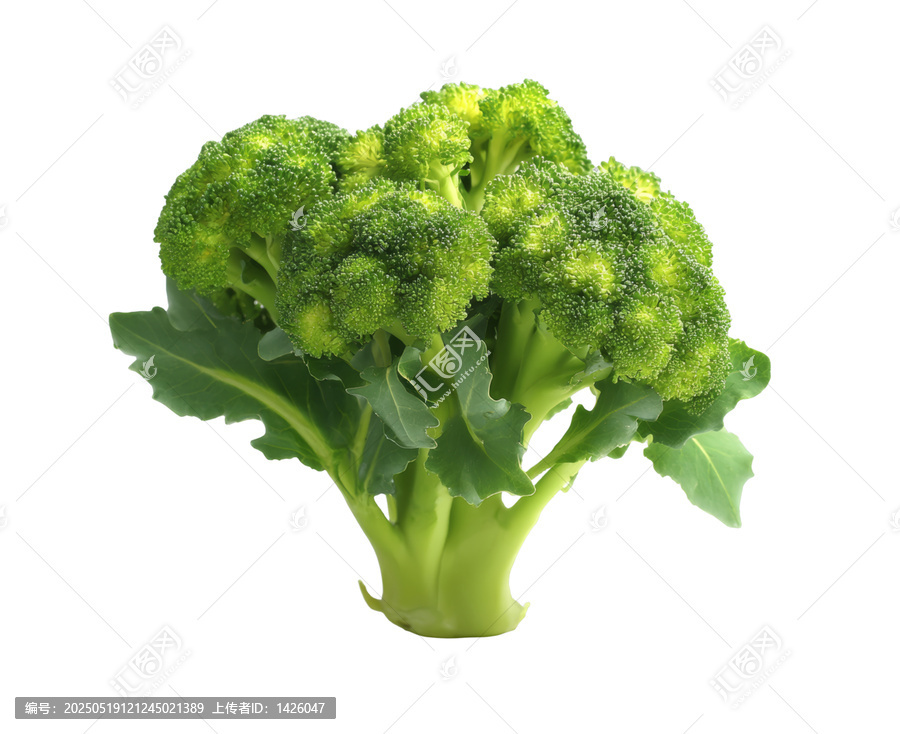 [免摳素材]新鮮西蘭花特寫圖片