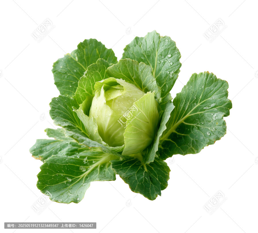 [免摳素材]新鮮綠色卷心菜特寫(xiě)