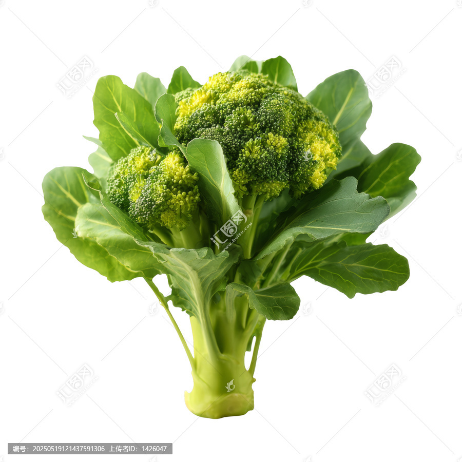 [免摳素材]新鮮西蘭花與綠葉
