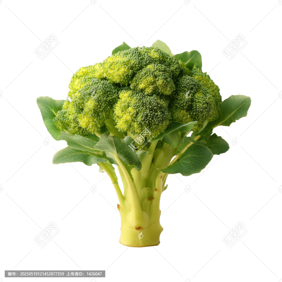 [免摳素材]新鮮西蘭花高清特寫圖片
