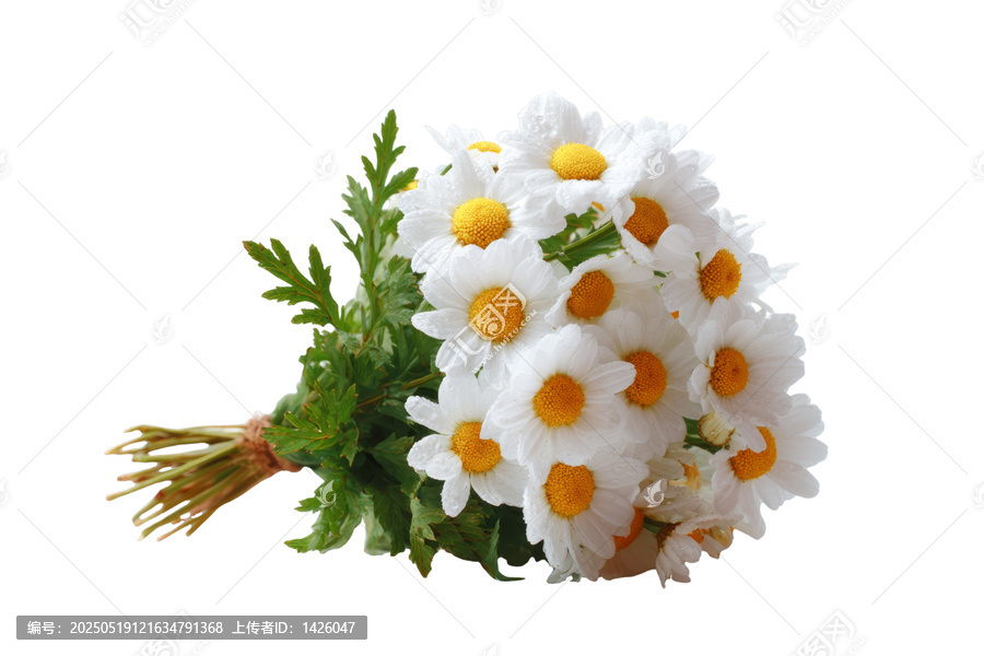 [免摳素材]清新淡雅的雛菊花束