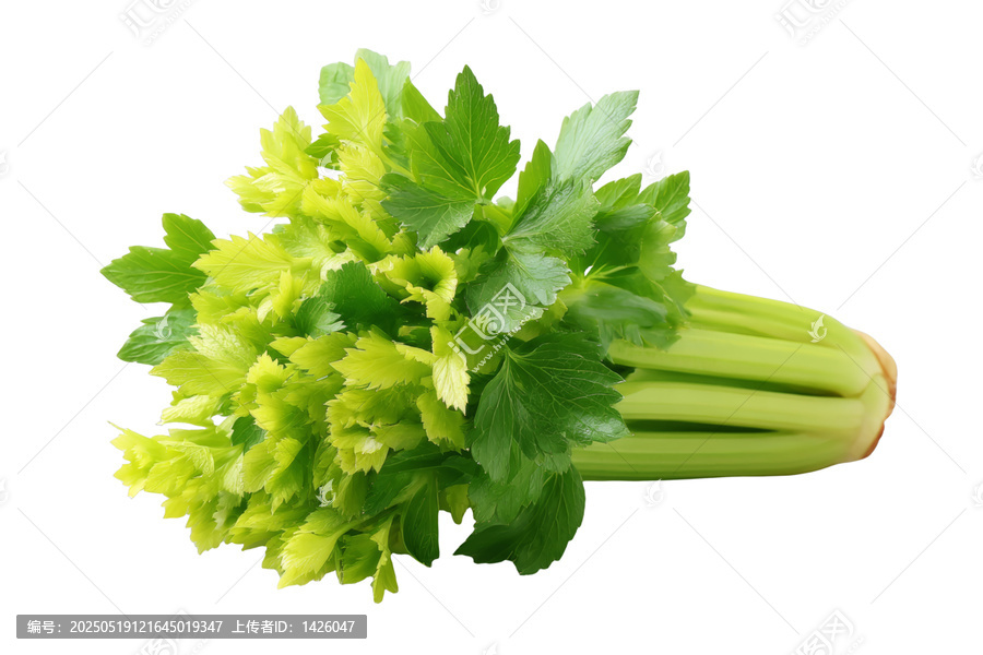[免摳素材]新鮮芹菜束特寫