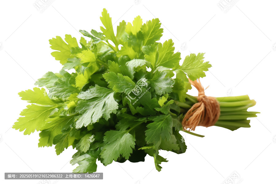 [免摳素材]新鮮香菜束特寫