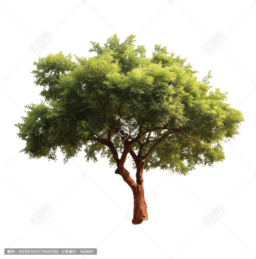 [免摳素材]白色背景下的一棵綠色大樹