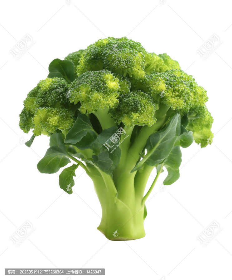 [免摳素材]新鮮西蘭花特寫高清圖